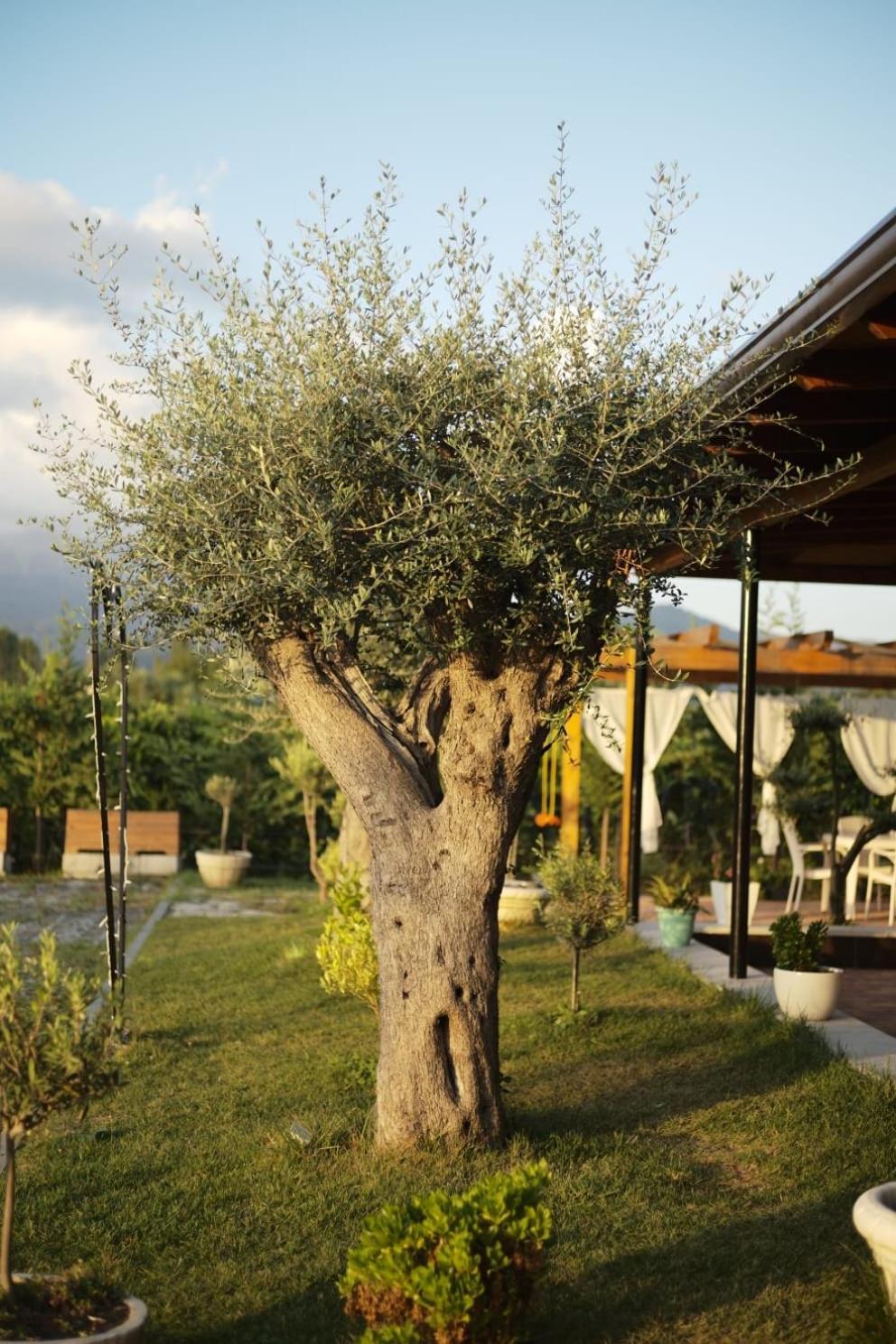 Resort Natyra E Ishullit - Hotel, Ristorant, - Lezhe, Shengjin, Shengjin Lezhe, Shengjin, Lezhe *